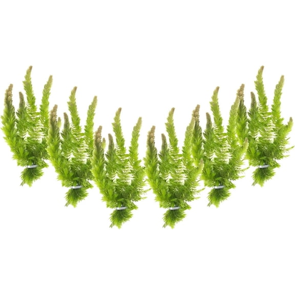 Canton Aquatics Hornwort Coontail Bunches Live Aquarium Plant - Stunning Green Leaves - Live Indoor Plants Ideal for Aquariums, Pack of 6
