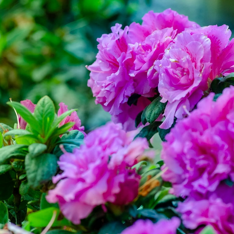 Encore Azalea Autumn Majesty (1 Gallon) Shrub with Purple Ruffled