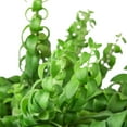 thumbnail image 3 of Curly Lipstick Plant, 4" Pot, Indoor Houseplant, Easy Care, Live Plant for Indoor & Outdoor, 3 of 6