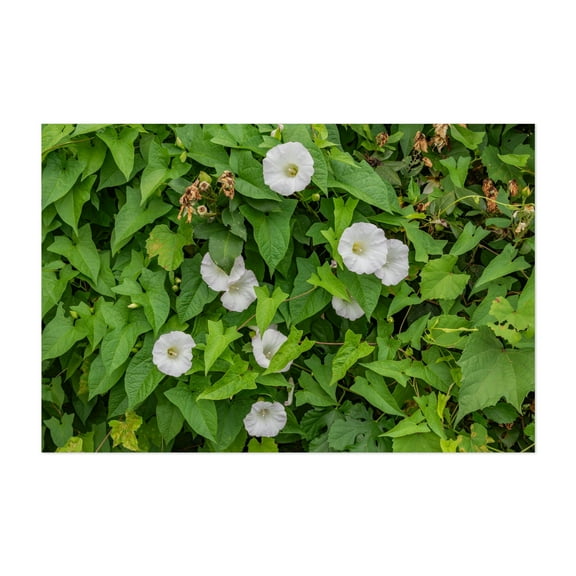 Morning Glory Blooms in Halifax PA - Halifax Pennsylvania Photography Flowers Botanical Garden Floral Nature Summer Unframed Wall Art Print 4 x 6 inches