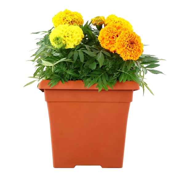 Expert Gardener 14" Multicolor Marigold Hybrid Live Plants in 7" Decorative Pot Full Sun