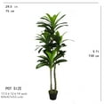 thumbnail image 2 of Dracaena, 2 of 3