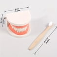 thumbnail image 2 of QJUHUNG Montessori Educational Toys For Children Early Learning  Intelligence Brushing Tooth Teaching Aids Simulated Practical LifeT Eaching Aids Tooth Practice Life Skill Toys, 2 of 7
