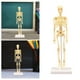 thumbnail image 5 of Modelo de : modelo de anatomía corporal con huesos de exterior exterior exterior y movimiento para aprender ciencias, exhibición de educación Modelos de Modelos Esqueleto Hugo  Cuerpo humano, 5 of 10