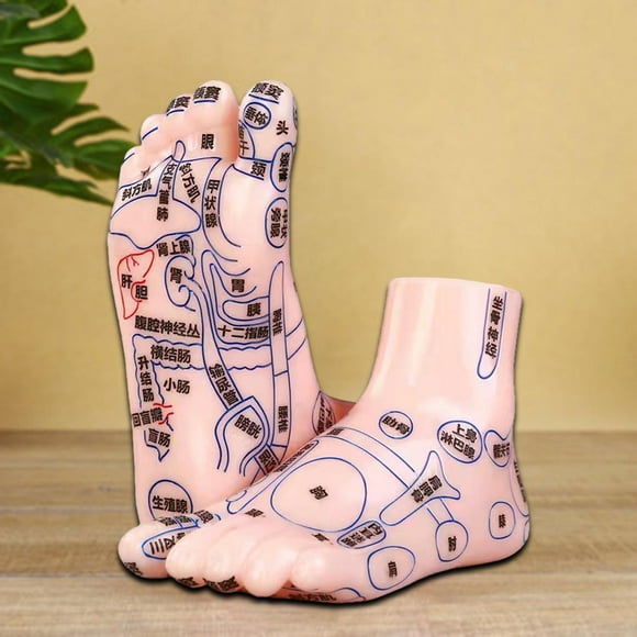 2 piezas modelos de pie humano modelos de enseñanza herramienta de aprendizaje profesional palabras claras modelo de masaje para la enseñanza médica