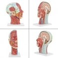 thumbnail image 2 of Modelo De Cabeza Médica, Modelo De Cerebro Médico De Tamaño Real De Alta Resistencia, Plástico De PVC Para Escuelas Para Enseñanza Física Para Hospitales Fugacal Ocean Broad Surfboard Fins, 2 of 8