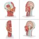 thumbnail image 2 of Modelo De Cerebro Médico, Modelo De Cabeza Médica Tamaño Real Marcado Transparente Plástico De PVC Con Base De Plástico Para Enseñanza Física Para Hospitales Para Escuelas ANGGREK Otros, 2 of 8