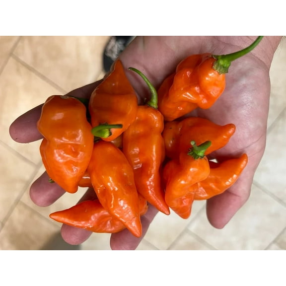 Sherwood Seeds Habanada 10 Heatless Habanero Sweet Pepper Plant Seeds, Organic Heirloom Variety