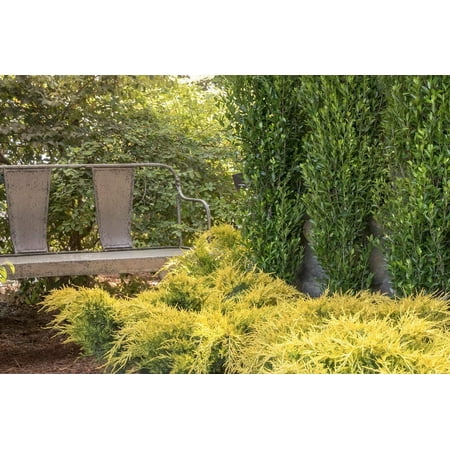 Gold Lace Juniper - 30 Live Plants - Juniperus Chinensis - Evergreen Groundcover