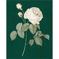 thumbnail image 2 of Great Art Now White Roses on Green II by Wild Apple Portfolio, Framed Wall Art, 18.75W x 22H, 2 of 3