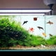 thumbnail image 5 of Set de figuras de animales marinos | Criaturas marinas de plástico realistas | Paquete de 12/24 Juguetes acuáticos para baño de piscina | Juego educativo imaginativo de tema oceánico | Bolsa de, 5 of 5