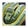 thumbnail image 2 of "Green Tree Python Beauty" - Canvas, 2 of 25