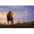 thumbnail image 2 of Eichelberg, Amnon 32x23 White Modern Wood Framed Museum Art Print Titled - Lion King, 2 of 4