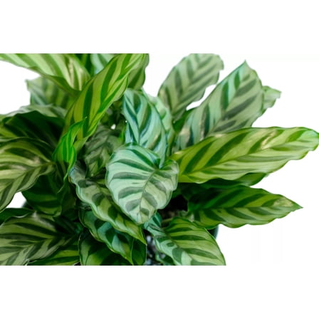 RedCrocus Calathea 'Freddie' Prayer Plant - Live Indoor Houseplant with Patterned Striped Leaves, Bright Indirect Light  6"
