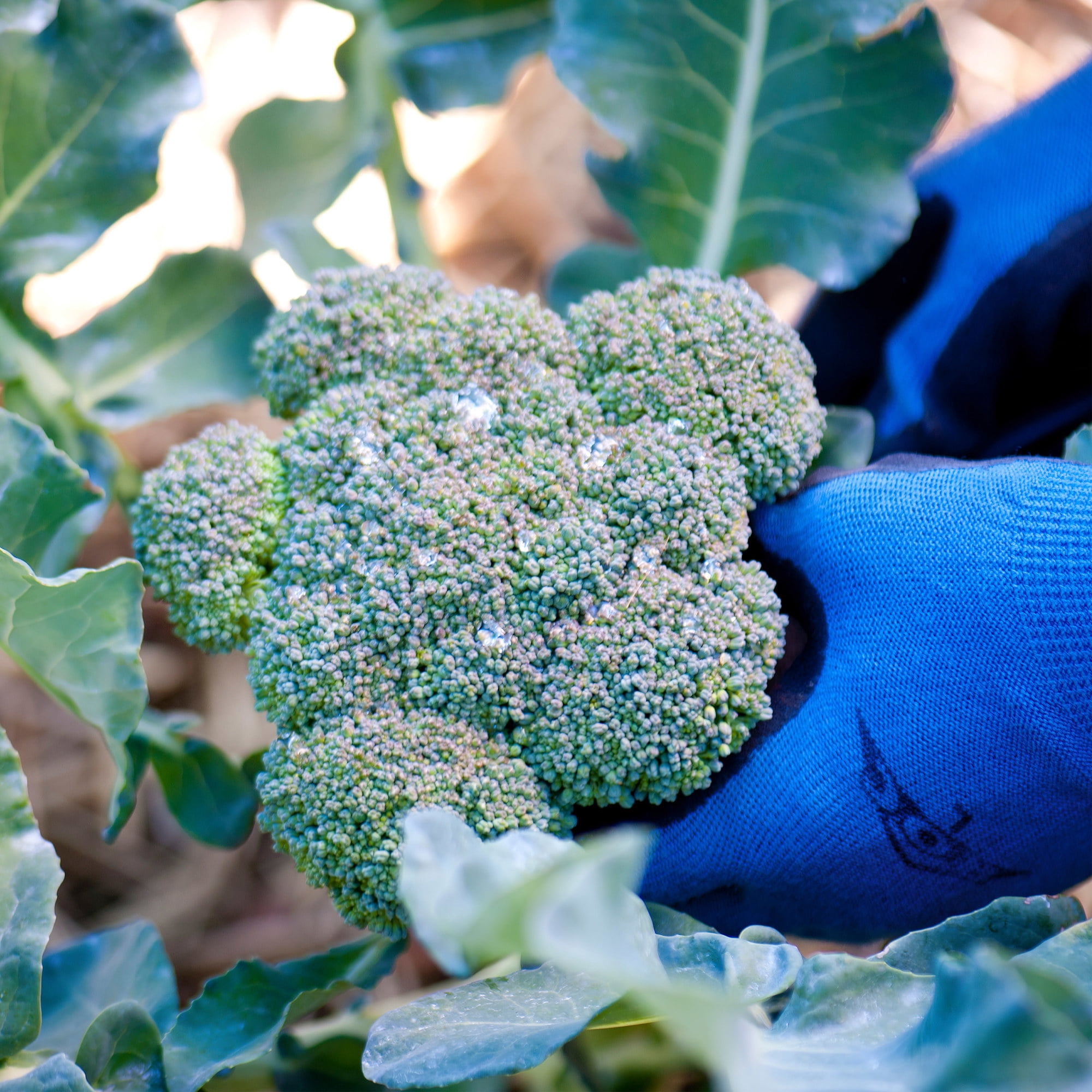 ボンボネロ　BONBONERO 畜光ブルー　グリーン‼️ Bonnie Plants Green Magic Broccoli, Live Plant, 4.5 in. - Walmart.com