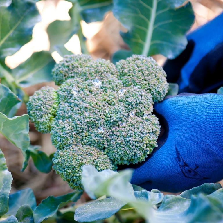 Bonnie Plants Green Magic Broccoli, Live Plant, 4.5 in. - Walmart.com