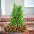 thumbnail image 5 of Expert Gardener Leyland Cypress (2.5 Gallon) Fast Growing Evergreen Tree - Full Sun Live Outdoor Plant, 5 of 6
