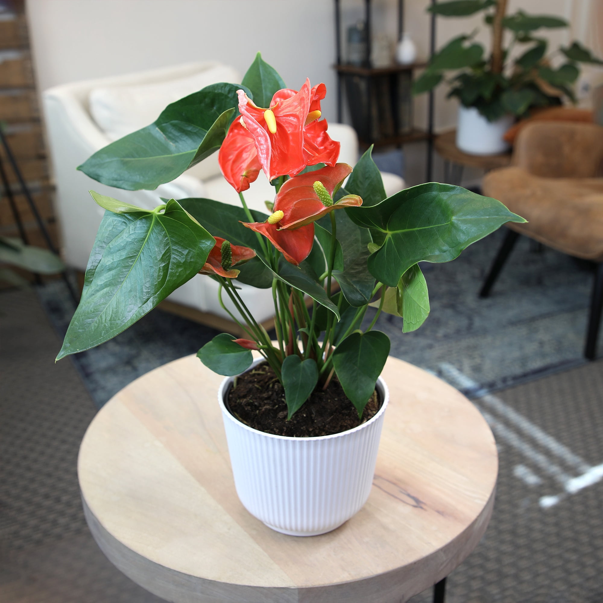 Altman Plants Orange Anthurium Plant Gift, White Pot, 14-18" Tall Clean Air House Plant