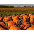 thumbnail image 1 of 50 CONNECTICUT FIELD PUMPKIN BigTom Orange Yankee Cucurbita Pepo Vegetable Seeds, 1 of 10