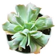thumbnail image 2 of Echeveria Culibra (4"+ Plastic Pot) - Tiny, Lovely, Easy to Care Rosette Succulents - Live Succulents for Indoor Places, 2 of 5