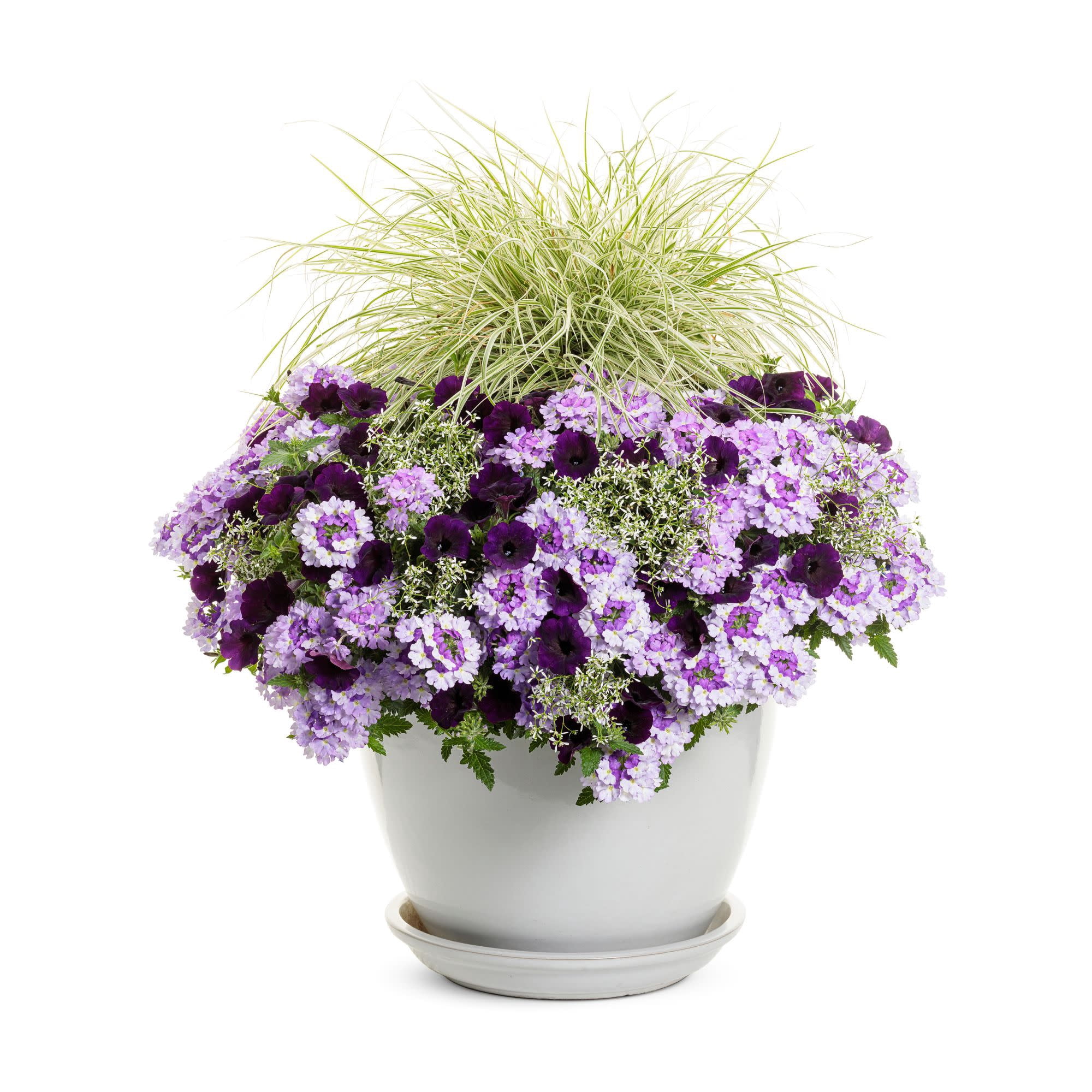 Proven Winners 4" Purple Supertunia Mini Vista Midnight Petunia Live Plant in 4.25" Pot (4 Count)
