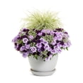 thumbnail image 4 of Proven Winners 4" Purple Supertunia Mini Vista Midnight Petunia Live Plant in 4.25" Pot (4 Count), 4 of 10