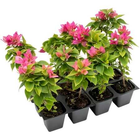 12 Torch Glow Bougainvillea | Live Plants in 2.5-inch Nursery Cubes | “Bougainvillea Spectabilis” Variety | Woody Evergreen Vines and Shrubs | Vibrant Pink Blooms for Home and Garden Landscaping