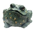 thumbnail image 1 of Toad Hollow HomeStyles Jumbo Toad Natural Green, 1 of 5