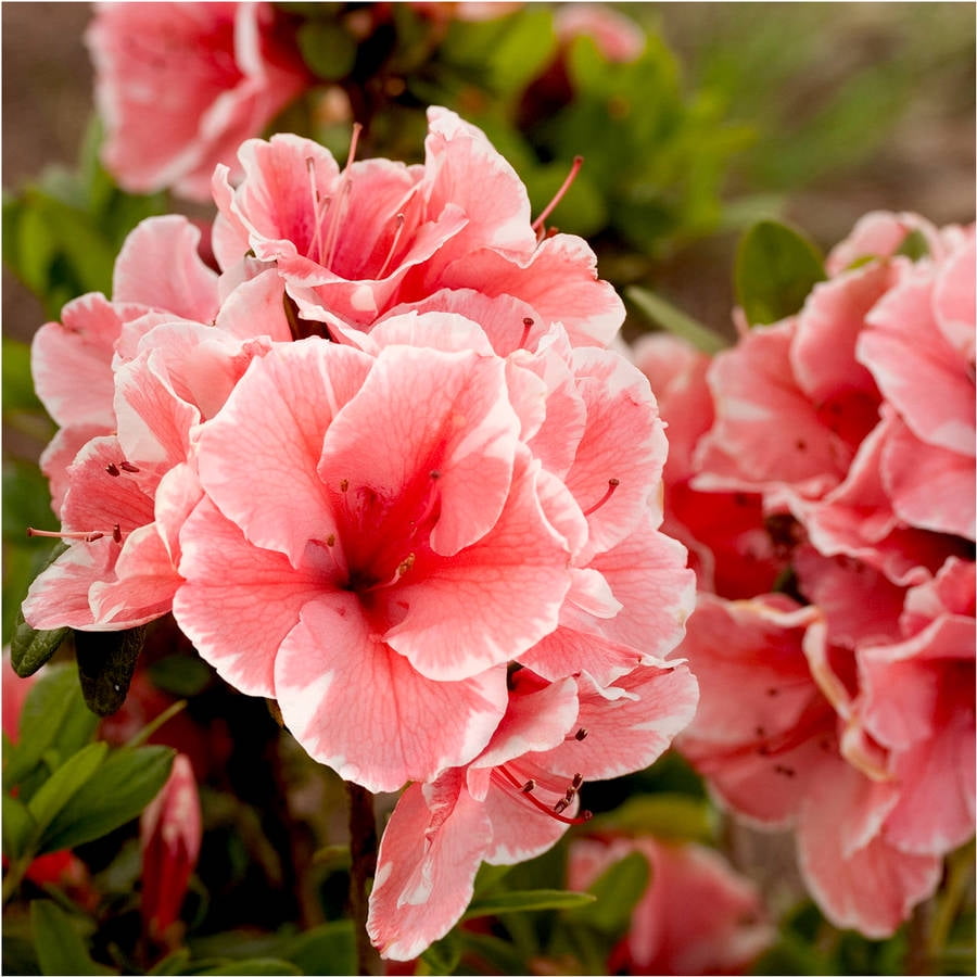 Encore Azalea Autumn Sunburst (2 Gallon) Pink and White Flowering Shrub - Full Sun Live Outdoor Plant