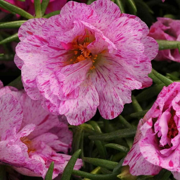 Drought Tolerant Peppermint Moss Rose Ground Cover Plant Seeds - 500 Seeds