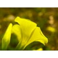 thumbnail image 2 of Grayscale 24x19 Black Ornate Wood Framed with Double Matting Museum Art Print Titled - Yellow Wildflower III, 2 of 4