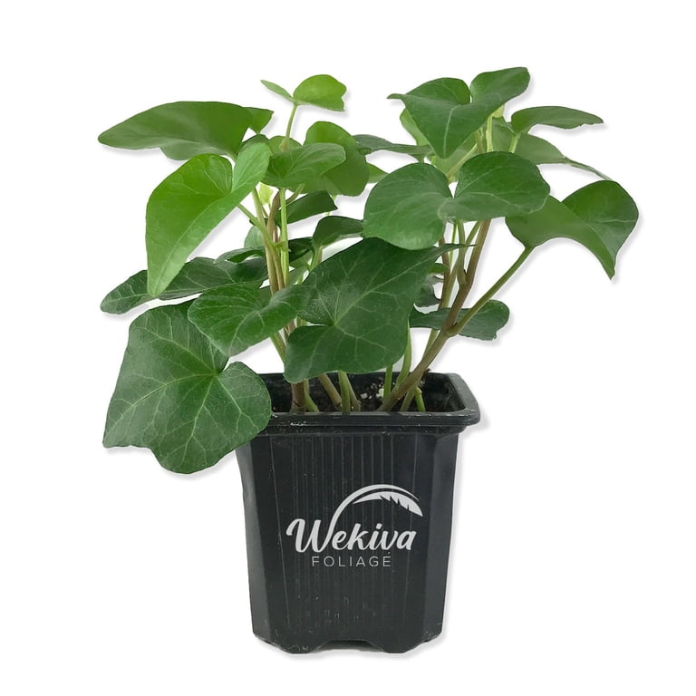 Green English Ivy - 3 Live Plants in 3 Inch Pots - Hedera Helix - Beautiful  Easy Care Indoor Air Purifying Houseplant Vine - Walmart.com