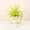 Natural, variant on Live Rita's Gold Boston Fern Plant - 4" Decorative Eco Pot - Natural