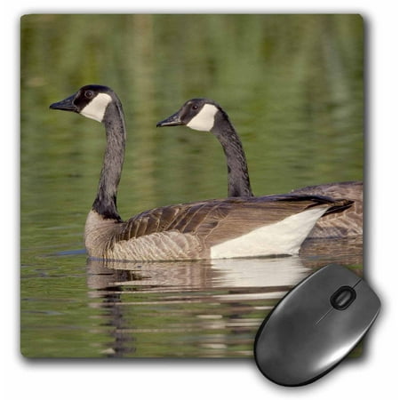 3dRose Canada geese, Bird Viewing Preserve, Nevada - US29 MPR0071 - Maresa Pryor, Mouse Pad, 8 by 8 inches