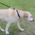 thumbnail image 4 of HAHDAXIA Collier Martingale pour Chiens, Collier Réfléchissant pour Chien Robuste pour la Sécurité, Boucle à Dégagement Rapide, Colliers Réglables en Nylon pour Chien Chiot, Entraînement à la Marche, Noir, XS, 4 of 7