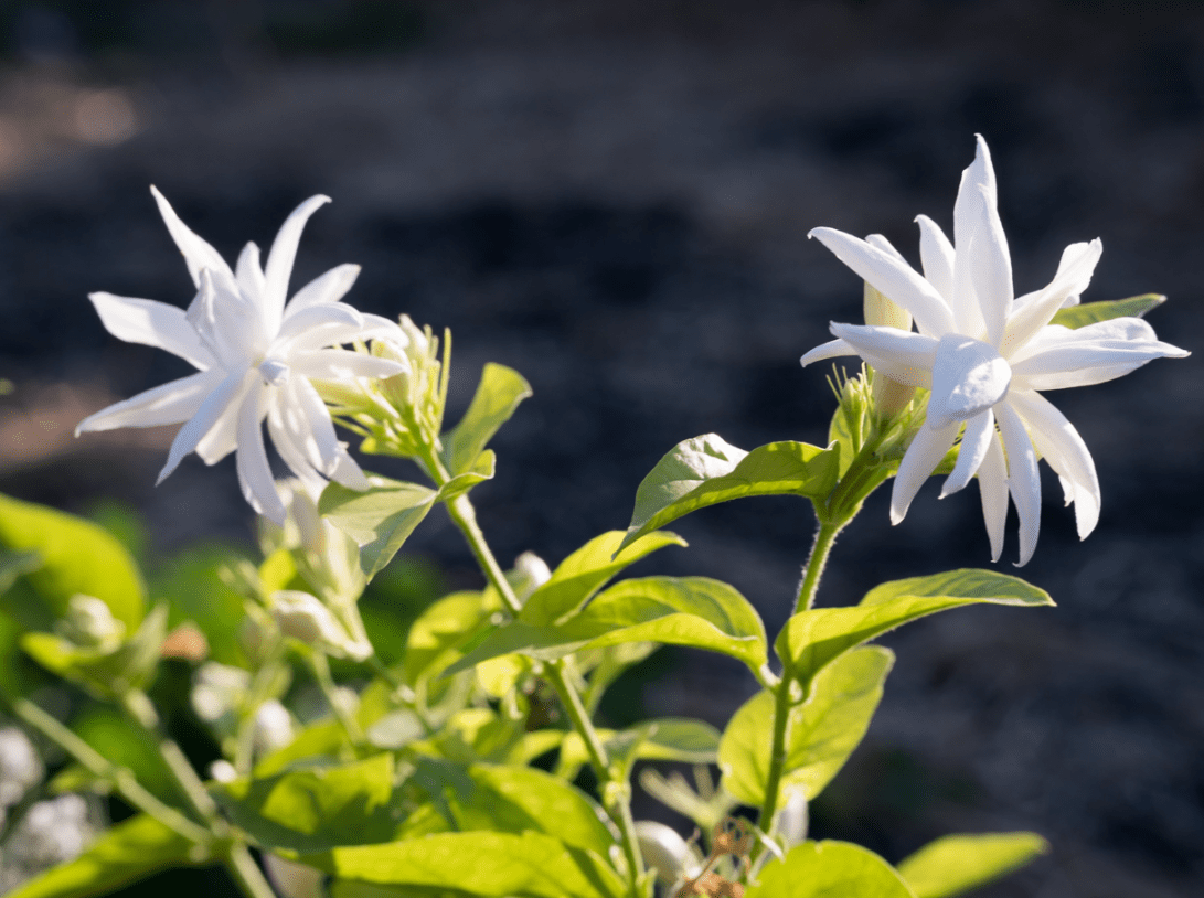Jasmine Belle of India Live Starter Plant for Planting, Jasminum - Fragrant Flowering Vine for Garden Containers, 4 to 6 Inch Tall, Ship No Pot
