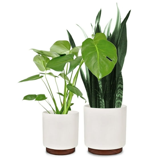 Fox & Fern White Plant Pots (Set of 2) - 10'' and 12'' Premium Polystone Planters with Drainage Plug and Wooden Base; Indoor Plant Pots & Outdoor Planters; Modern Planters with Smooth Interior