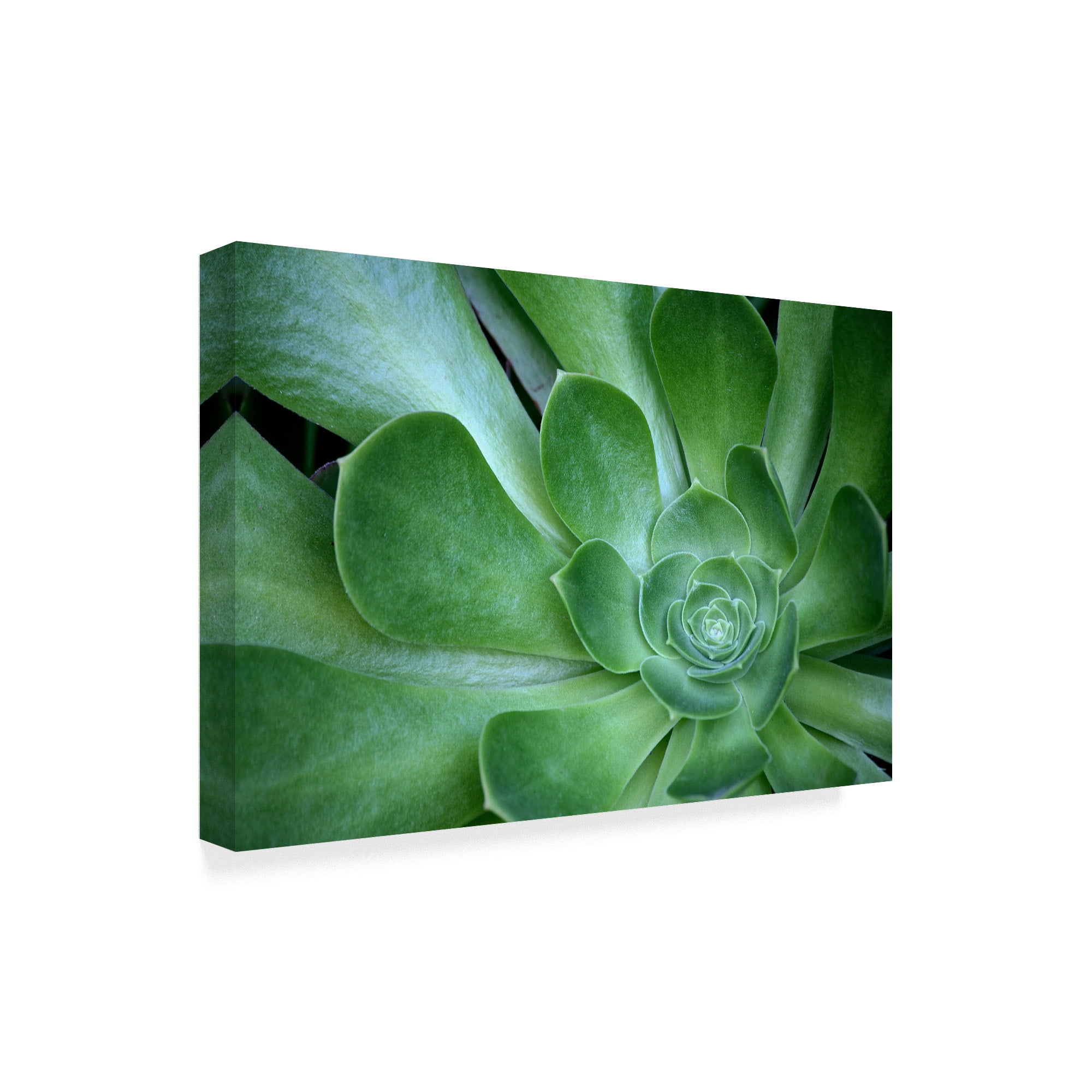 Trademark Fine Art 'Succulent Up Close' Canvas Art by American School