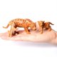 thumbnail image 3 of Figuras de Animal Crossing, conjunto de animales marinos, insectos, reptiles, koalas, leones, tigres, dinosaurios, juguetes para niños, figuras de animales, figuras de acción, 3 of 5
