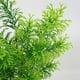 thumbnail image 2 of Advancent Planta artificial hierba jardín paisaje planta boda fiesta plástico hierba falsa Plantas Artificiales pino torre de 5 horquillas, 2 of 6