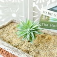 thumbnail image 4 of Coofit Artificial Succulent DIY Creative Plastic Mini Faux Succulent Artificial Plant, 4 of 6