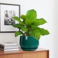 thumbnail image 3 of Ordivic 7 Inch Blackish Green Ceramic Planter with Drainage Hole and Saucer – Round Flower Pot for Indoor Outdoor Plants, Moody Home Decor, 3 of 8