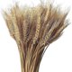 thumbnail image 1 of 100pcs Natural Dried Wheat Flowers, Wheat Flower Bouquet Dried Wheat Stalks Dried Wheat Ear Dried Wheat Sheaves for Home Table Balcony Wedding F, 1 of 5