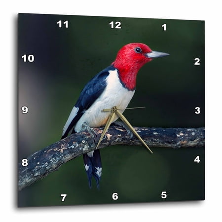 3drose, a Red-headed Woodpecker on the Branch of a Tree Posing for the Camera., 10x10 Wall Clock