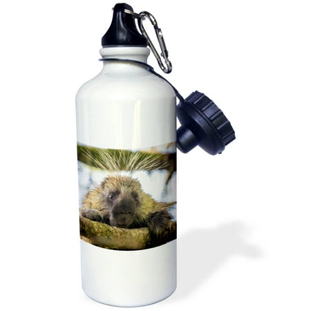 - 3dRose USA, Alaska, Glacier Bay NP. Close-up of porcupine in a tree., Sports Water Bottle, 21oz
