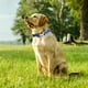 thumbnail image 5 of El collar para perros con patrón es adecuado para tamaños pequeños y se puede usar para caminar y entrenar., 5 of 5