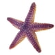 thumbnail image 5 of Figuras realistas de animales marinos, figuras de animales marinos, figuras de animales, figuras de juguete Estrella de mar, 5 of 6