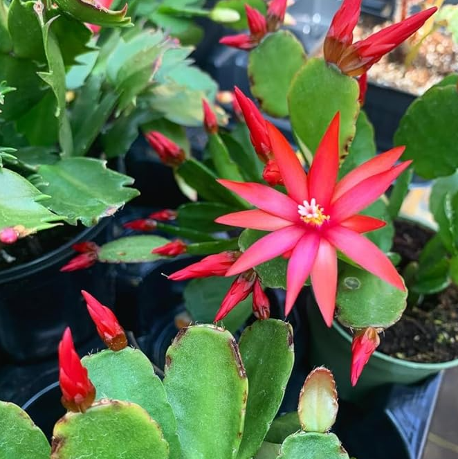Red Easter Cactus Plant Live for Planting, Easter Cactus Flower Plant for Indoor Outdoor 4 to 6 Inch Tall