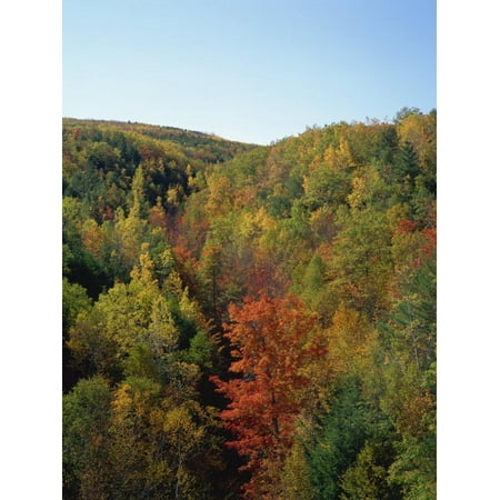 Trees in Fall Colours in Woods in the Acadia National Park, Maine, New England, USA Print Wall Art By Rainford