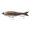Live HD Croaker, variant on 6th Sense Draw Coastal Series Swimbait, 6.5", Live HD Mullet